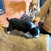 Cuccioli Border Collie