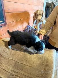 Cuccioli Border Collie