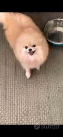 Pomerania