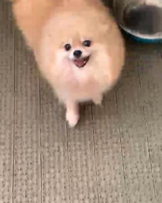 Pomerania