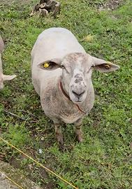 Pecora incrocio Texel x Suffolk