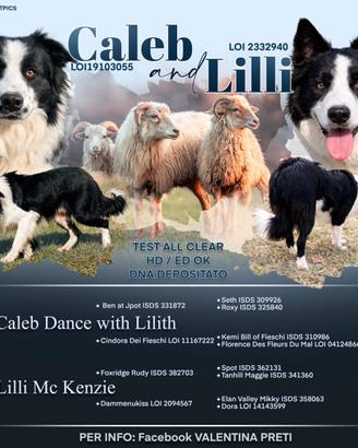 Cuccioli Border Collie linea da lavoro
