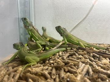 Iguana