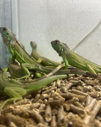 Iguana