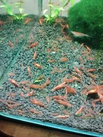 Caridine gamberetti Red cherry