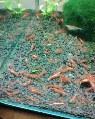 Caridine gamberetti Red cherry