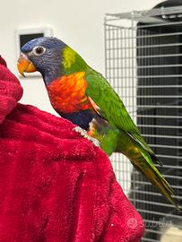 Pappagallo Lorichetto Arcobaleno con certificato