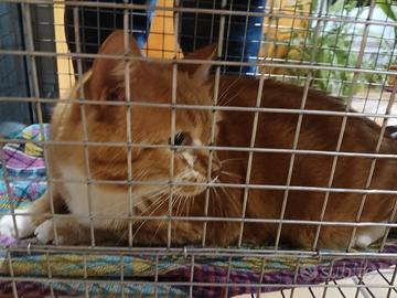 Adotta Ghio e Momo - 7 anni, maschi, sterilizzati