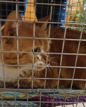 Adotta Ghio e Momo - 7 anni, maschi, sterilizzati