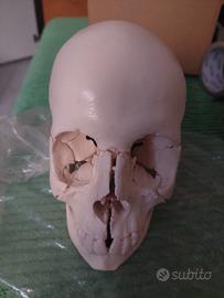 cranio scomponibile