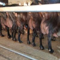 Capre murciane in produzione