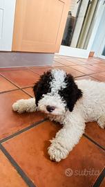 Lagotto romagnolo