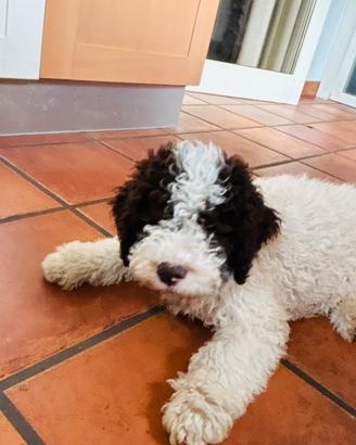 Lagotto romagnolo