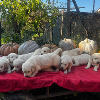 Cuccioli di golden retriever