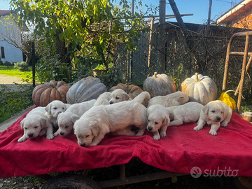 Cuccioli di golden retriever