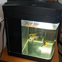 Acquario