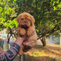 Disponibili cuccioli Dogue de Bordeaux