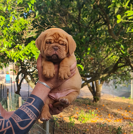 Disponibili cuccioli Dogue de Bordeaux