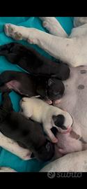 Bulldog francese