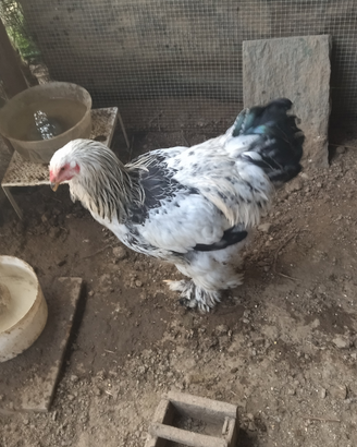 Brama giganti