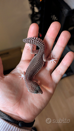 Geco Leopardino Cod 009