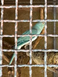 Parrocchetti dal collare blu