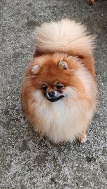 volpino di Pomerania / Spitz tedesco nano 