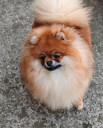 volpino di Pomerania / Spitz tedesco nano 
