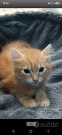 Gattino arancione 