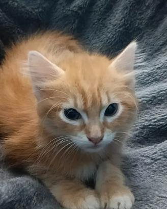Gattino arancione 