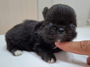 Chihuahua Femmina a pelo lungo con Pedigree ENCI