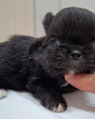 Chihuahua Femmina a pelo lungo con Pedigree ENCI