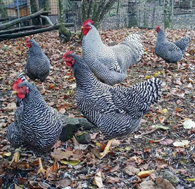 Barred rock ovaiole allevati a terra