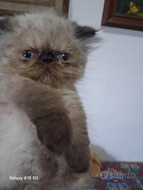 Cucciolo di gatto persiano