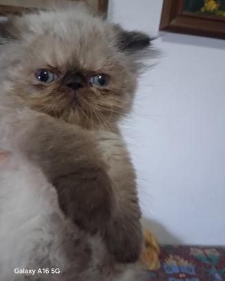Cucciolo di gatto persiano