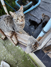 Gattini da adottare