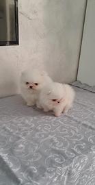 Cuccioli di spitz pomerania con pedigree