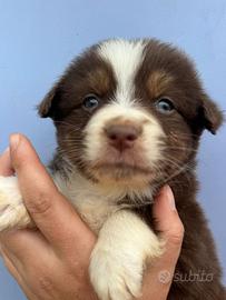 Pastore australiano cucciolo