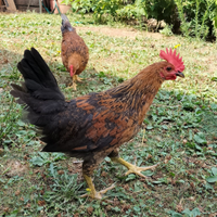 Gallo e gallina ovaiola