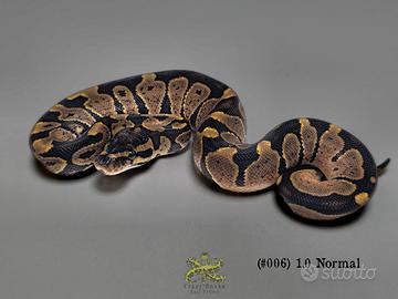 Pitone Reale Baby 2025 (Cites)