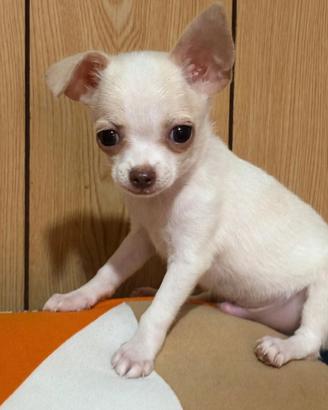 Cuccioli di chihuahua