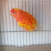 Agapornis roseicollis femmina