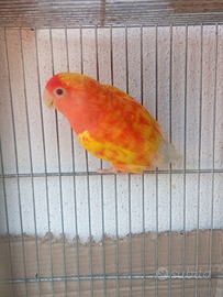 Agapornis roseicollis femmina