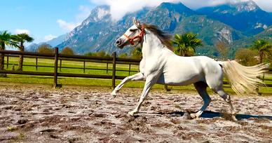 Cavalla Hispanoarabe