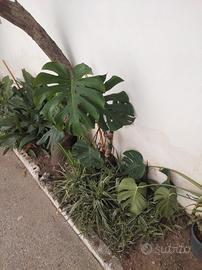 monstera Deliciosa 