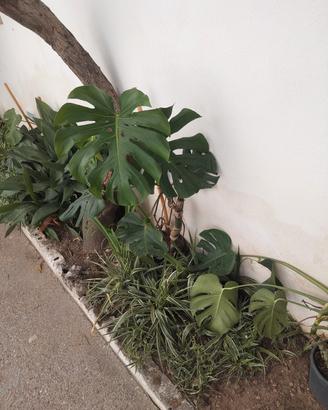 monstera Deliciosa 