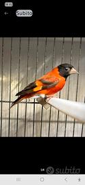 cardinalini del venezuela