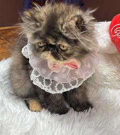Persiano Ipertipico  Tortie