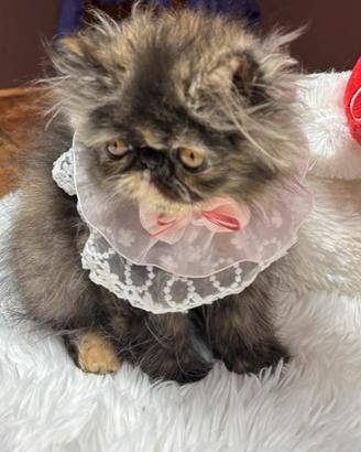 Persiano Ipertipico  Tortie