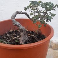 Bonsai-Prebonsai di Olmo